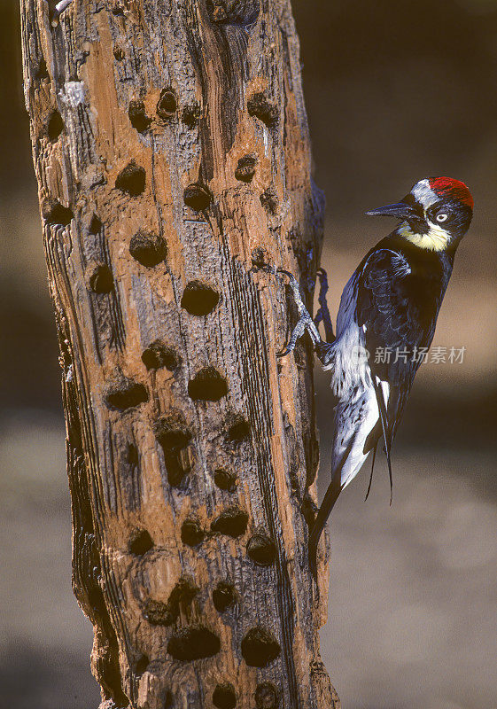 橡实啄木鸟(Melanerpes formicivorus)是一种中型啄木鸟。啄木鸟通过在枯树、枯枝上钻洞来建造谷仓或“橡子树”。加州圣罗莎。Pepperwood保护区。树上有洞，可以放橡子和鸟
